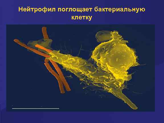 Нейтрофил поглощает бактериальную клетку 