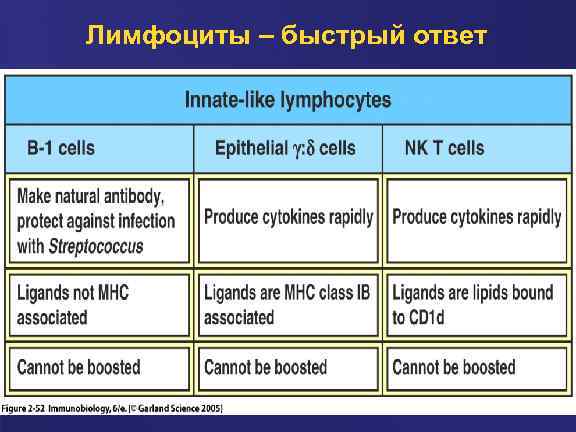 Лимфоциты – быстрый ответ 