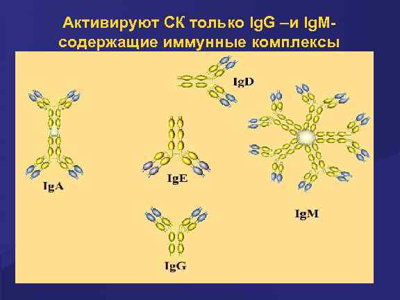 Активируют СК только Ig. G –и Ig. Mсодержащие иммунные комплексы 