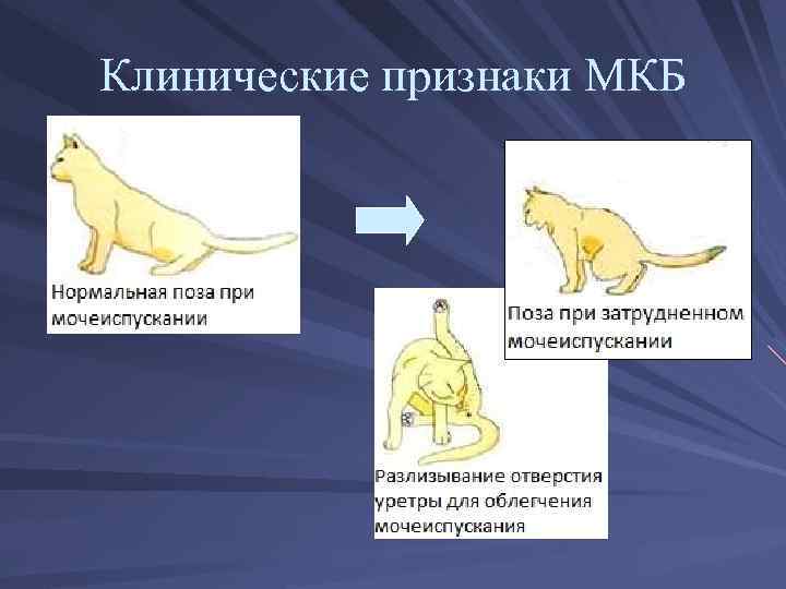 Клинические признаки МКБ 