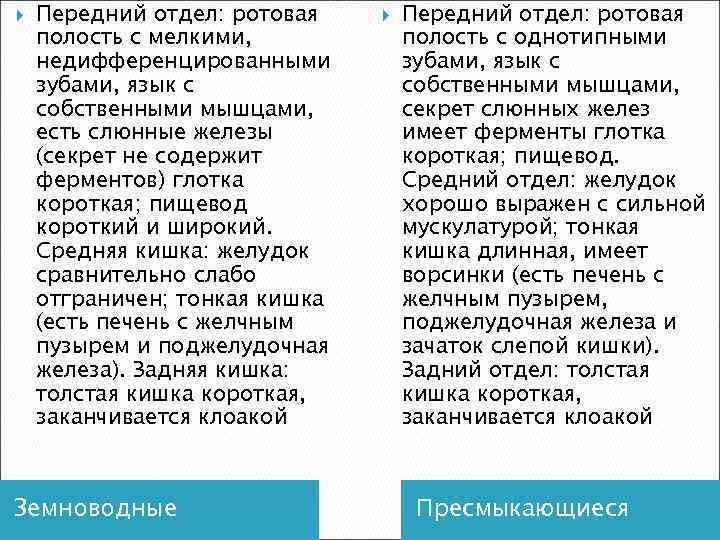  Передний отдел: ротовая полость с мелкими, недифференцированными зубами, язык с собственными мышцами, есть