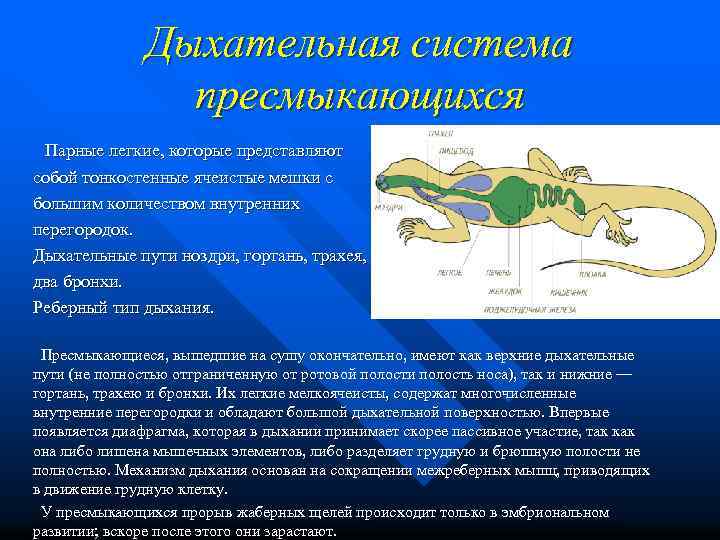 Дыхательная система пресмыкающихся Парные легкие, которые представляют собой тонкостенные ячеистые мешки с большим количеством