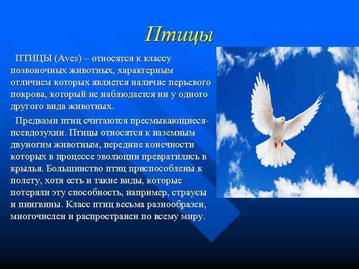 Птицы ПТИЦЫ (Aves) – относятся к классу позвоночных животных, характерным отличием которых является наличие