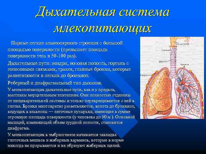 Дыхательная система млекопитающих Парные легкие альвеолярного строения с большой площадью поверхности (превышает площадь поверхности