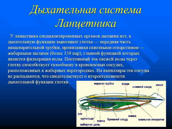 Дыхательная система Ланцетника У ланцетника специализированных органов дыхания нет, а дыхательную функцию выполняет глотка