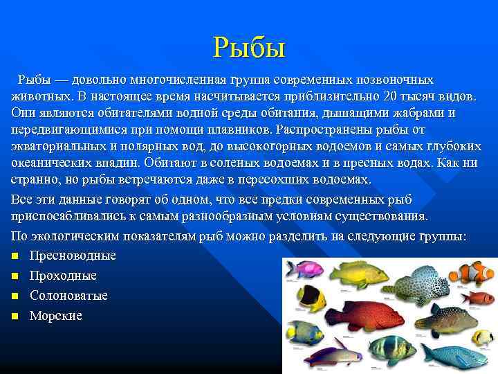 Рыбы — довольно многочисленная группа современных позвоночных животных. В настоящее время насчитывается приблизительно 20