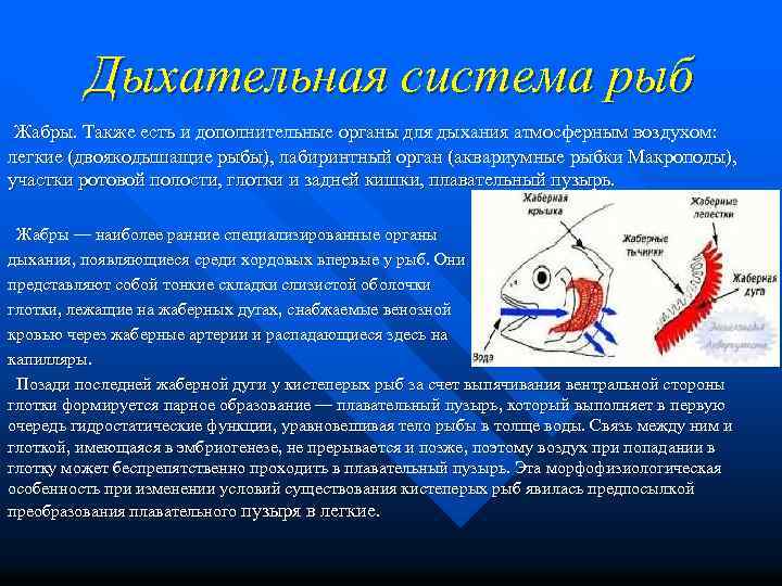 Дыхательная система рыб Жабры. Также есть и дополнительные органы для дыхания атмосферным воздухом: легкие