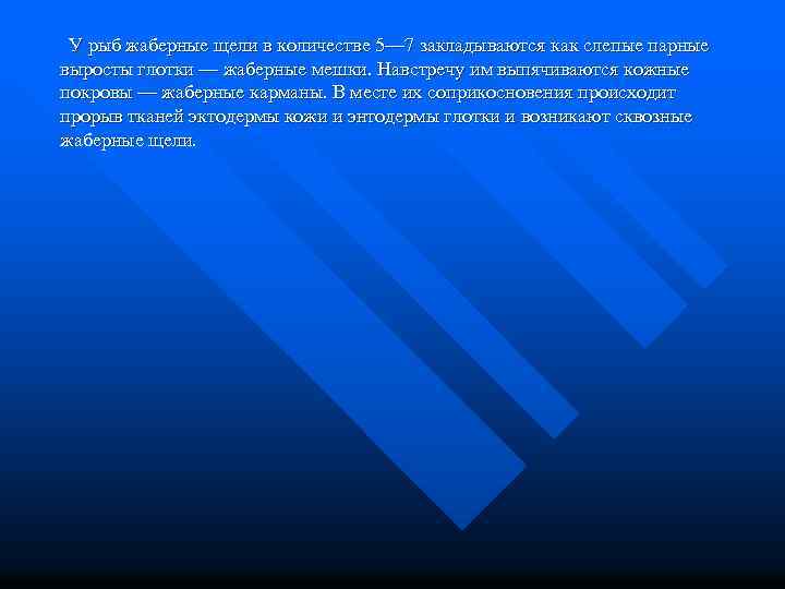 У рыб жаберные щели в количестве 5— 7 закладываются как слепые парные выросты глотки