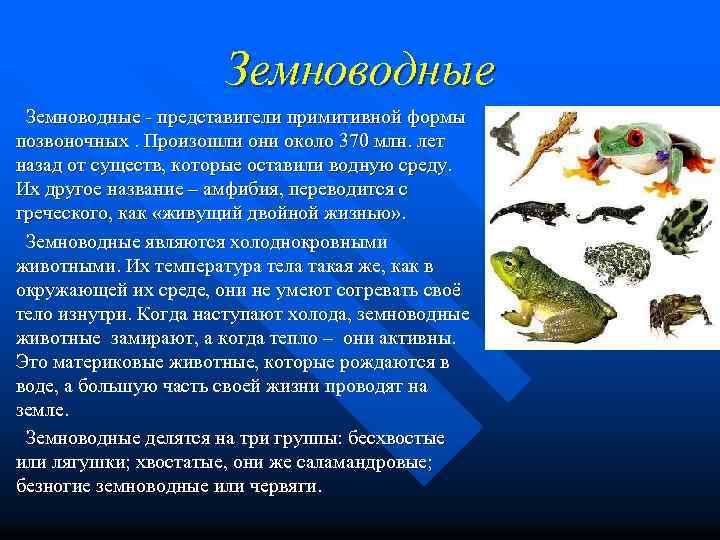 Земноводные - представители примитивной формы позвоночных. Произошли они около 370 млн. лет назад от