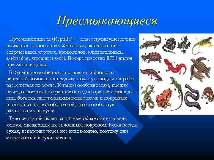 Пресмыкающиеся Пресмыка ющиеся (Reptilia) — класс преимущественно наземных позвоночных животных, включающий современных черепах, крокодилов,