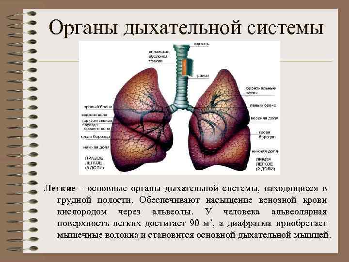 Специальных органов дыхания