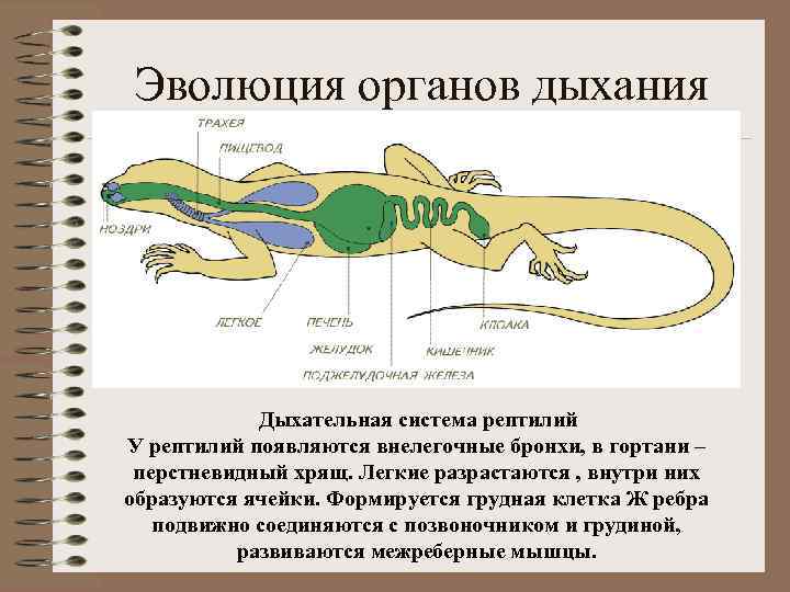 Эволюция органов дыхания Дыхательная система рептилий У рептилий появляются внелегочные бронхи, в гортани –