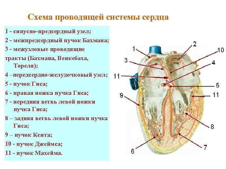 Синтопия сердца схема