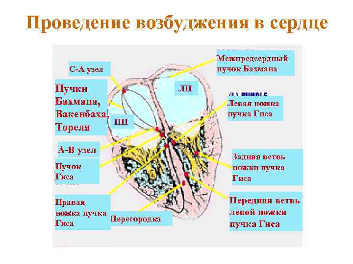 Проведение возбуджения в сердце Межпредсердный пучок Бахмана С-А узел Пучки Бахмана, Вакенбаха, ПП Тореля