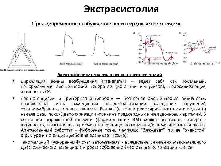 Экстрасистолия Преждевременное возбуждение всего сердца или его отдела • • • Электрофизиологическая основа экстрасистолий
