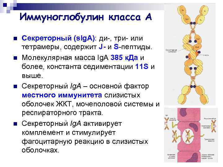 Иммуноглобулин класса А n n Секреторный (s. Ig. А): ди-, три- или тетрамеры, содержит