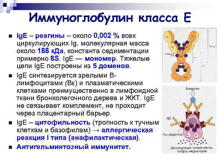 Иммуноглобулин класса Е n n Ig. Е – реагины – около 0, 002 %