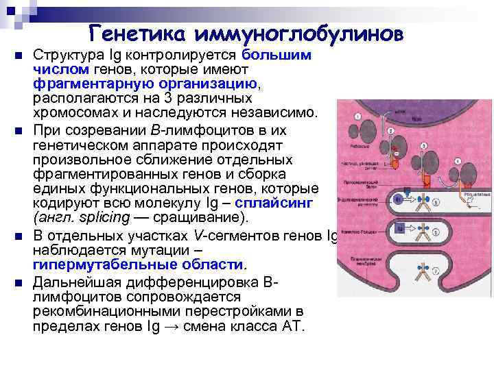 Генетика иммуноглобулинов n n Структура Ig контролируется большим числом генов, которые имеют фрагментарную организацию,