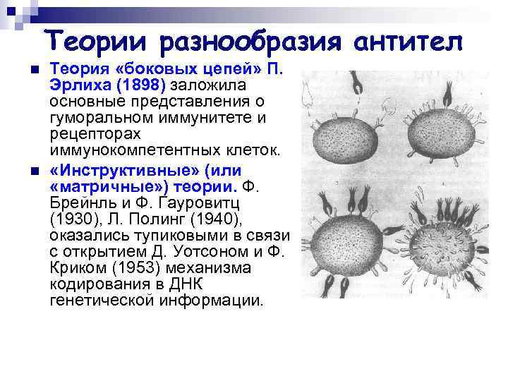 Теории разнообразия антител n n Теория «боковых цепей» П. Эрлиха (1898) заложила основные представления