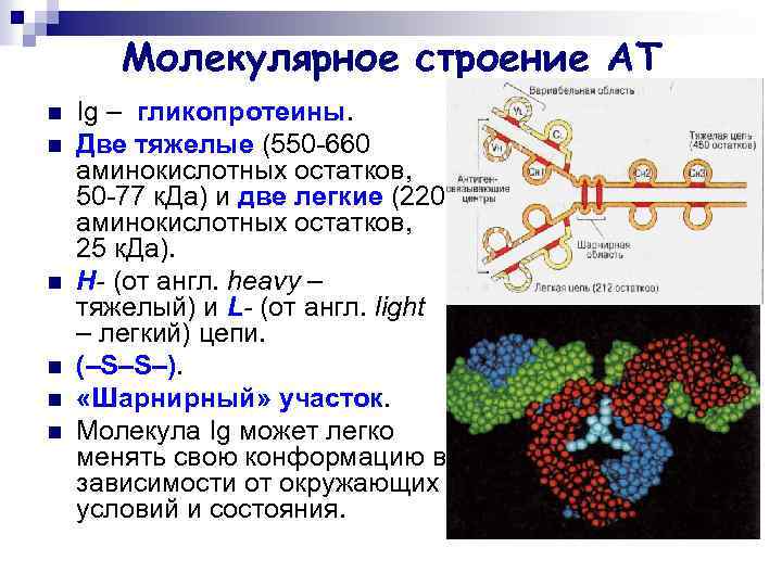 Для белка характерно