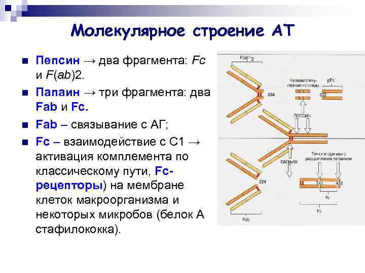 Молекулярное строение АТ n n Пепсин → два фрагмента: Fc и F(ab)2. Папаин →