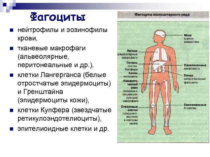 Фагоциты n n n нейтрофилы и эозинофилы крови, тканевые макрофаги (альвеолярные, перитонеальные и др.
