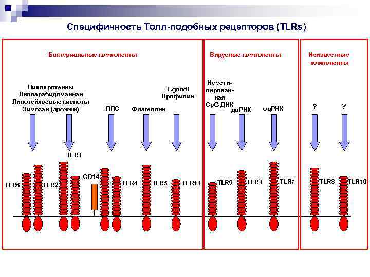 Специфичность Толл-подобных рецепторов (TLRs) Бактериальные компоненты Липопротеины Липоарабидоманнан Липотейхоевые кислоты Зимозан (дрожжи) Вирусные компоненты