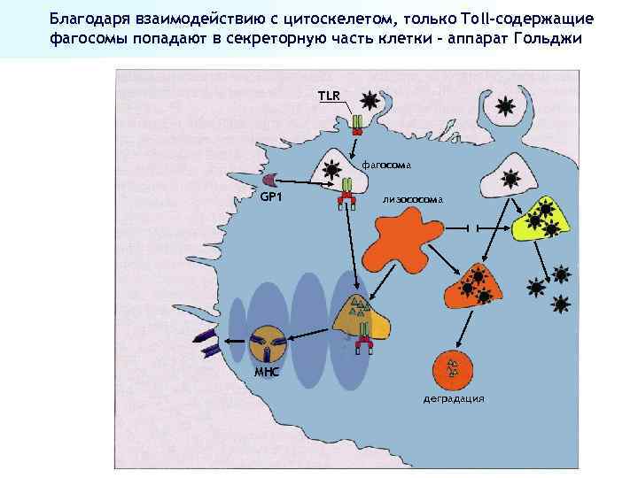 Благодаря взаимодействию с цитоскелетом, только Toll-содержащие фагосомы попадают в секреторную часть клетки – аппарат