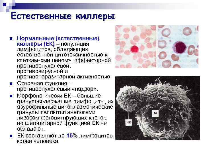 Естественные киллеры презентация