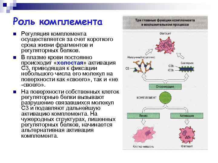 Роль комплемента n n n Регуляция комплемента осуществляется за счет короткого срока жизни фрагментов