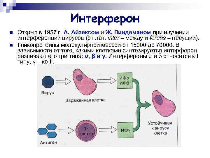 Интерферон n n Открыт в 1957 г. А. Айзексом и Ж. Линдеманом при изучении