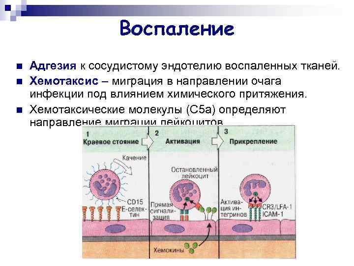 Хемотаксис примеры