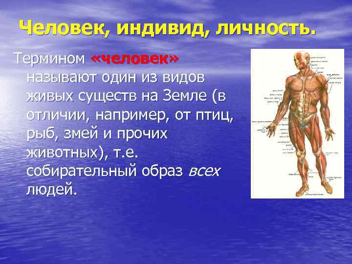 Человек, индивид, личность. Термином «человек» называют один из видов живых существ на Земле (в