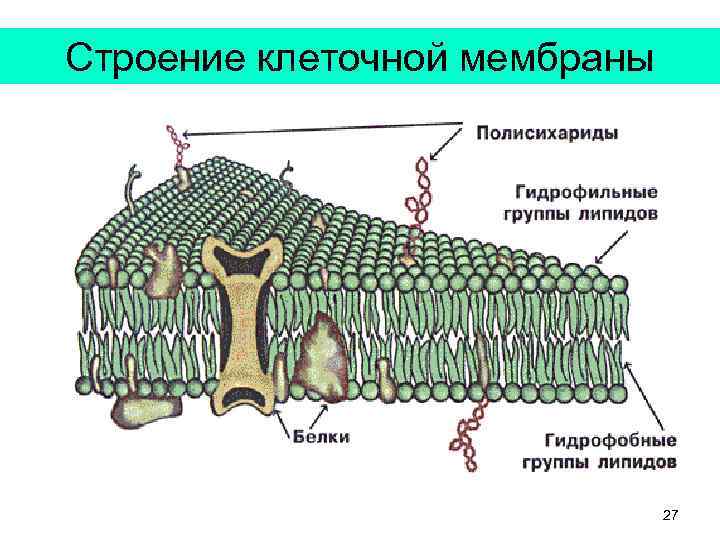 Строение клеточной мембраны 27 