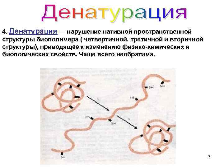 Как называется процесс разрушения белков. Денатурация вторичной структуры белка. Разрушение структуры белка. Четвертичная структура денатурация. Разрушение третичной и вторичной структуры белков происходит.