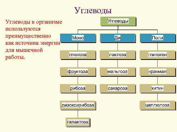 Углеводы в организме используются преимущественно как источник энергии для мышечной работы. 