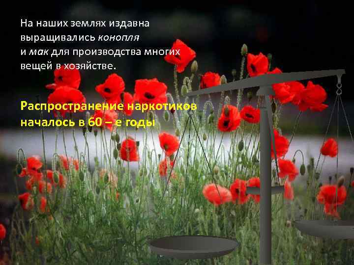 На наших землях издавна выращивались конопля и мак для производства многих вещей в хозяйстве.