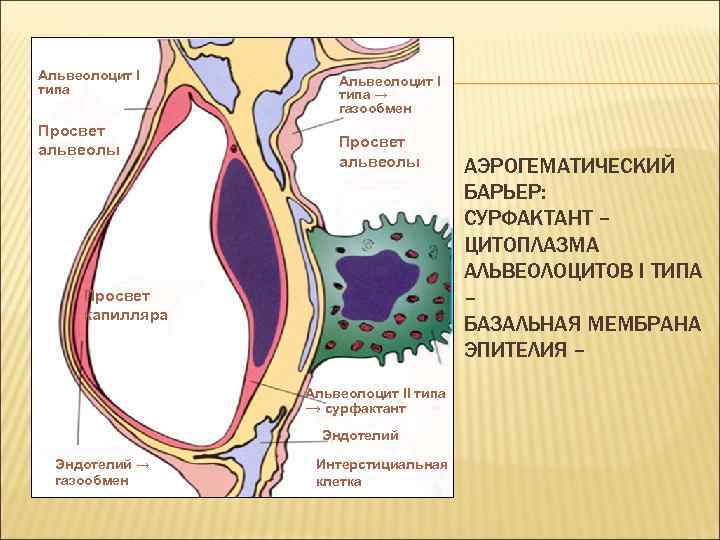 Нормальное строение. Аэрогематический барьер сурфактант. Аэрогематический барьер клетки. Просвет альвеол. Строение ацинуса и аэрогематического барьера.