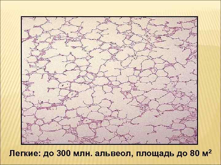 Легкие: до 300 млн. альвеол, площадь до 80 м 2 