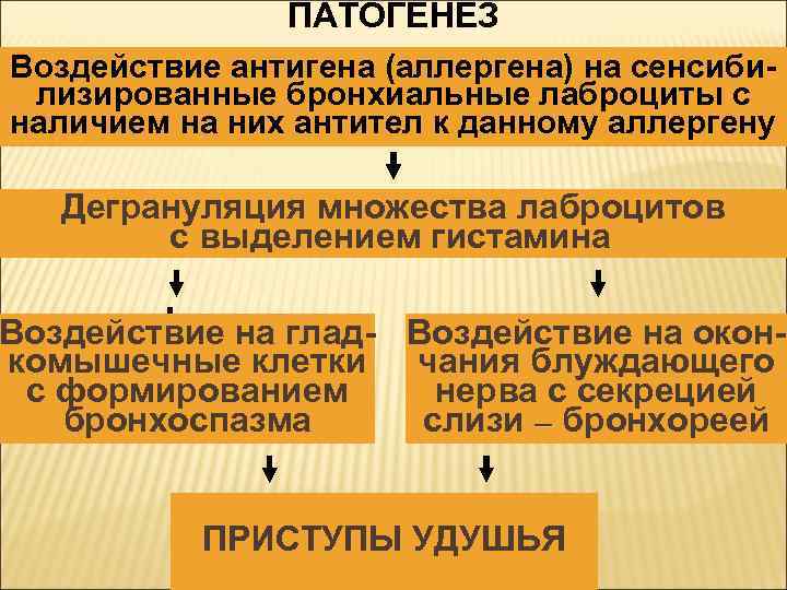 ПАТОГЕНЕЗ Воздействие антигена (аллергена) на сенсибилизированные бронхиальные лаброциты с наличием на них антител к