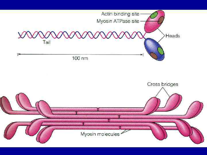 Нити актина. Строение мышцы актин и миозин. Актин миозиновый комплекс. Актин и миозин сокращение. Мышечное сокращение актин.