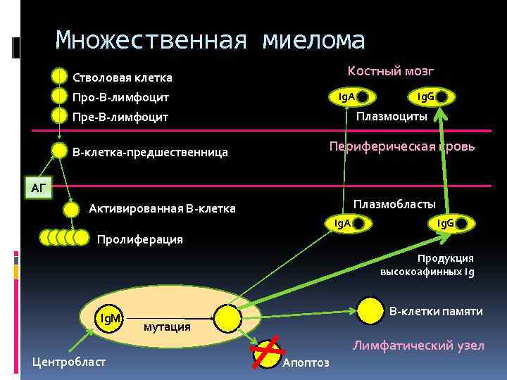 Патогенез множественной миеломы схема