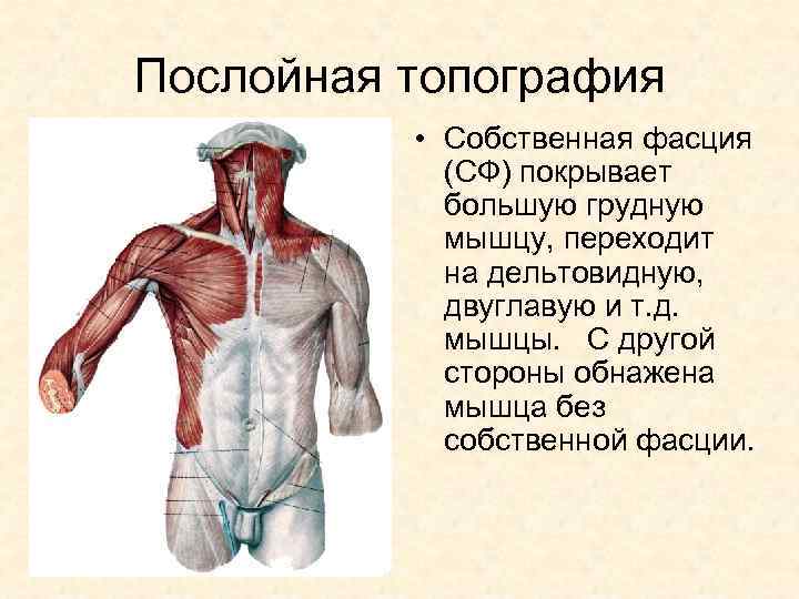 Послойная топография • Собственная фасция (СФ) покрывает большую грудную мышцу, переходит на дельтовидную, двуглавую