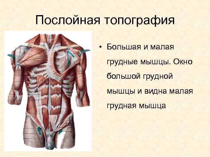 Послойная топография • Большая и малая грудные мышцы. Окно большой грудной мышцы и видна
