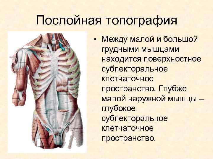 Послойная топография • Между малой и большой грудными мышцами находится поверхностное субпекторальное клетчаточное пространство.