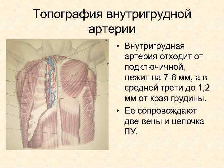 Топография внутригрудной артерии • Внутригрудная артерия отходит от подключичной, лежит на 7 -8 мм,