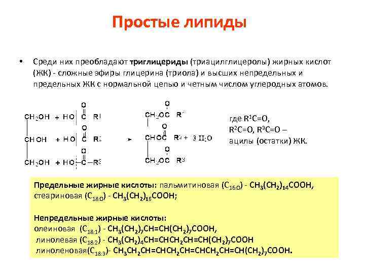 Простые липиды • Среди них преобладают триглицериды (триацилглицеролы) жирных кислот (ЖК) - сложные эфиры