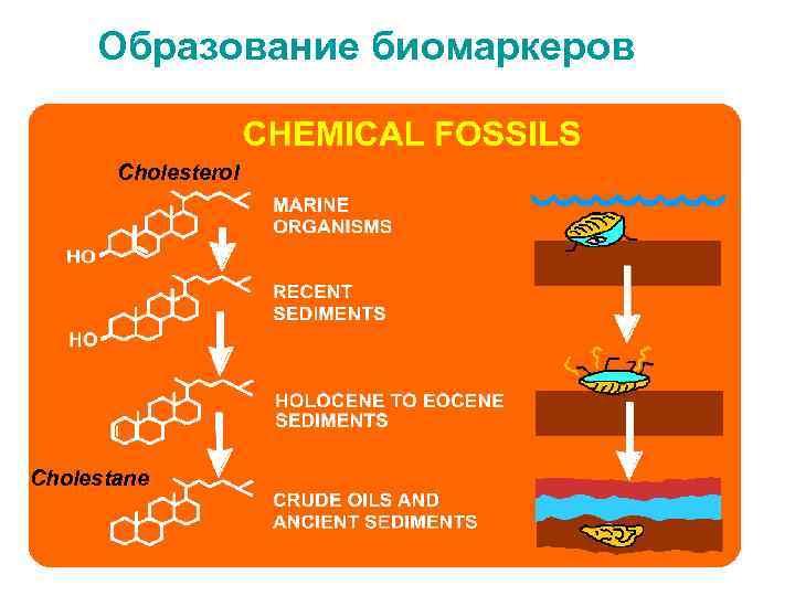 Образование биомаркеров Cholesterol Cholestane 