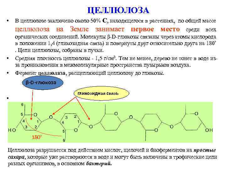 ЦЕЛЛЮЛОЗА • В целлюлозе заключено около 50% С, находящегося в растениях, по общей массе