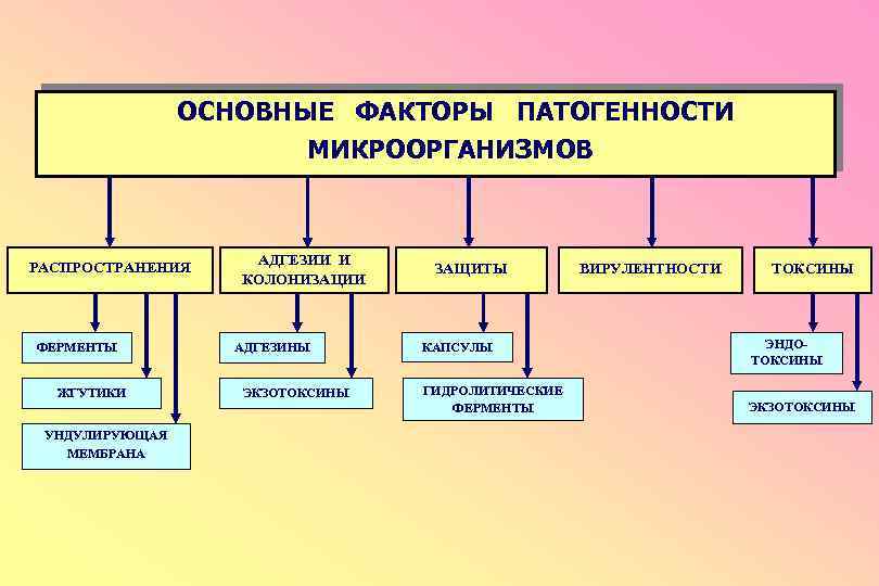 Схема факторы патогенности микроорганизмов